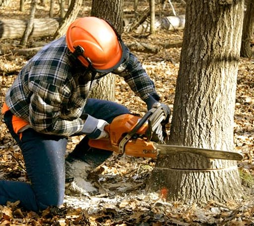 Tree Removal in Bloomington, MD